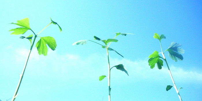 Ginkgo si cerul