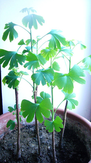 Ginkgo de un an