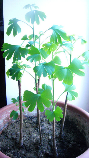 Ginkgo de un an