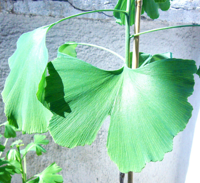 Frunze de Ginkgo primavara