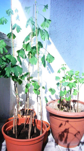 Ginkgo - 2 generatii