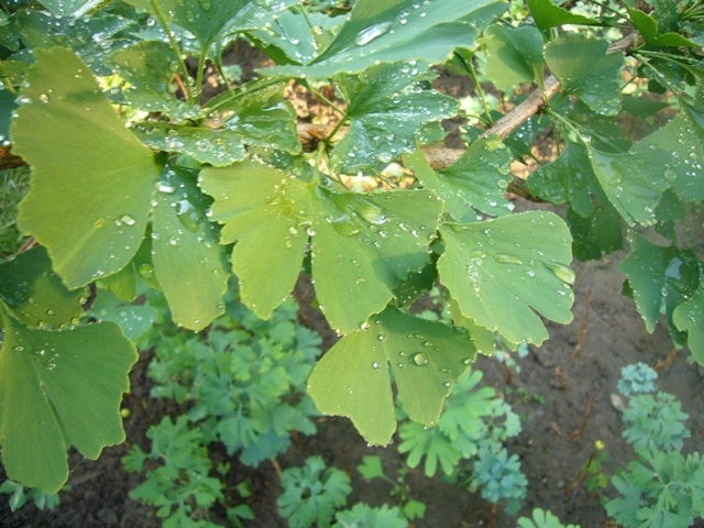 P1050993 - Ginkgo - vara 2011