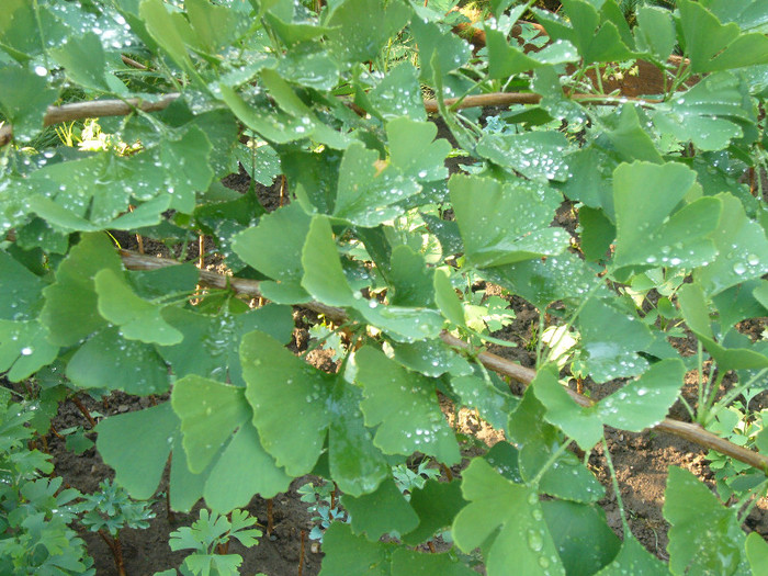 P1050969 - Ginkgo - vara 2011