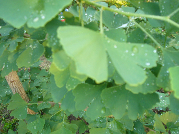 P1050971 - Ginkgo - vara 2011