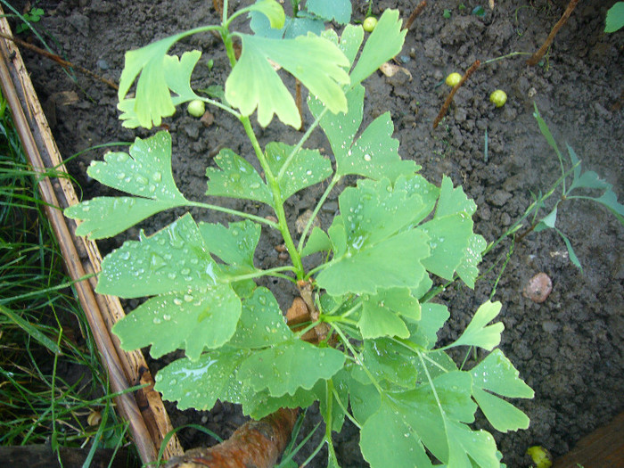 P1050980