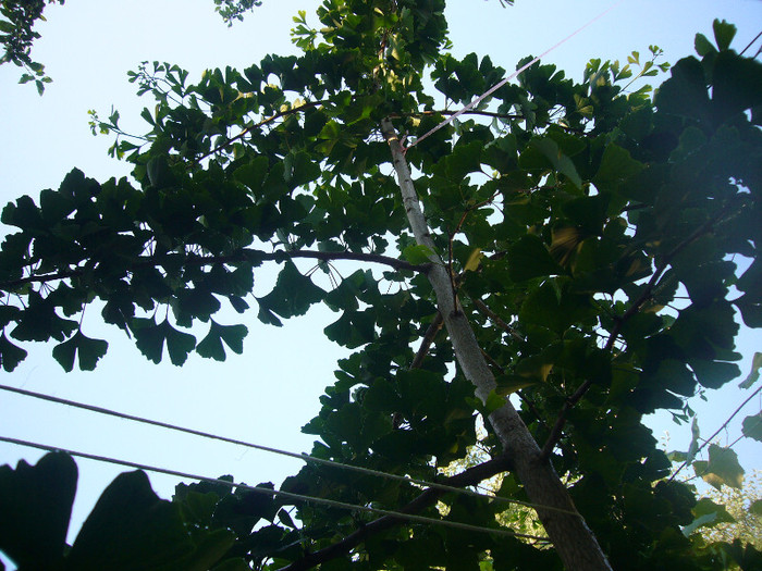 P1050985