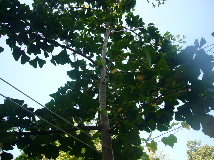 P1050986