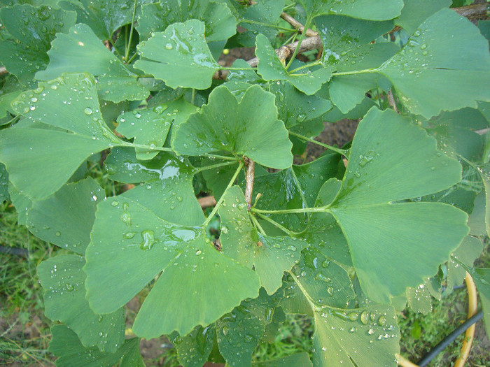 P1050987
