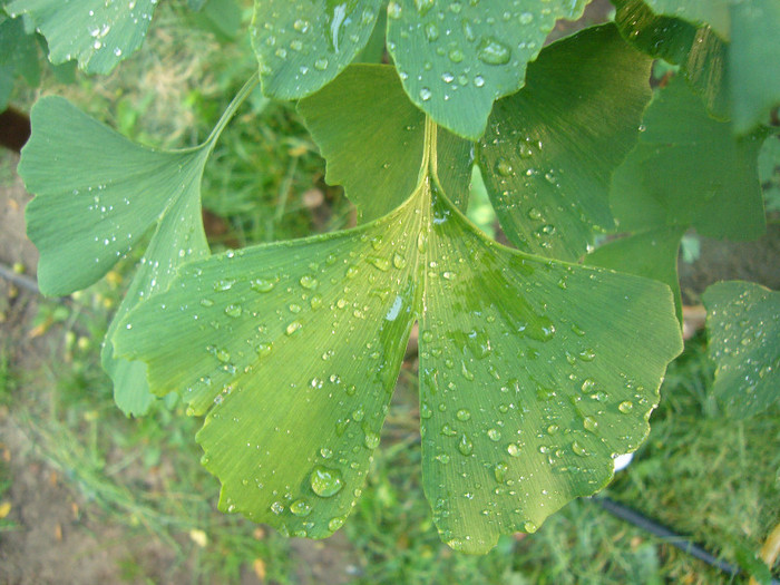 P1050988