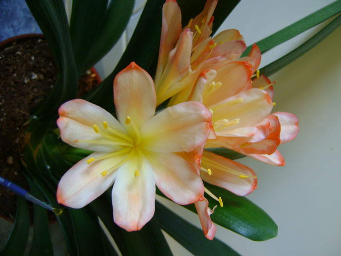 White Lips - CLIVIA