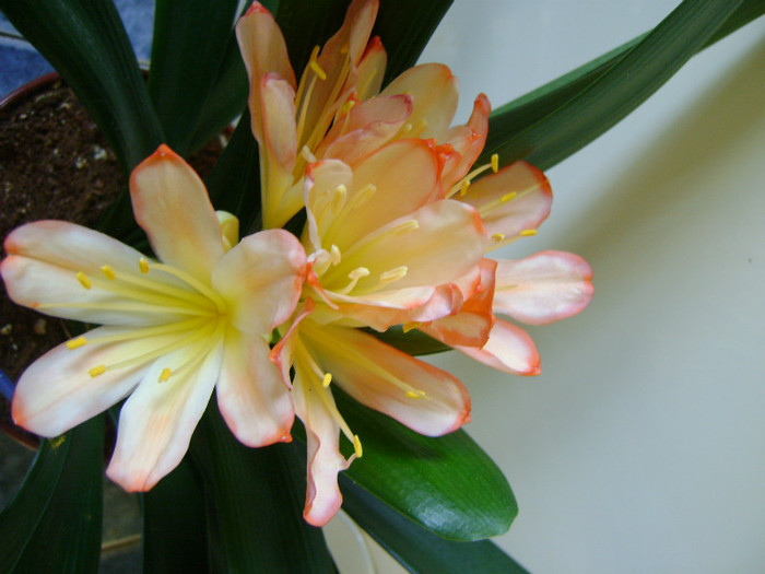 white Lips - CLIVIA