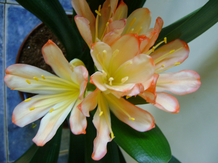  - CLIVIA