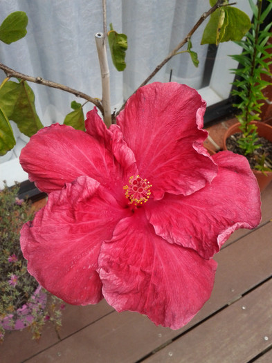 1.12.11 - Hibiscus 2011-2012