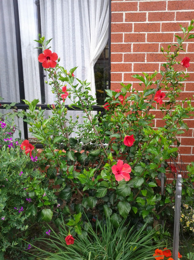  - Hibiscus 2011-2012