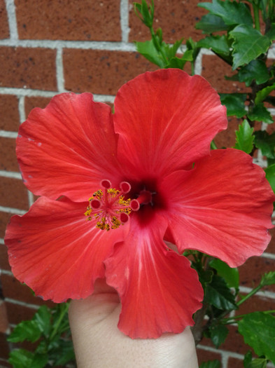 1.12.11 - Hibiscus 2011-2012