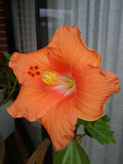  - Hibiscus 2011-2012