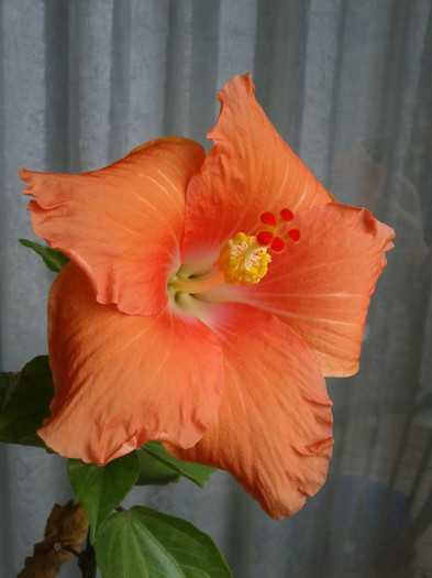  - Hibiscus 2011-2012