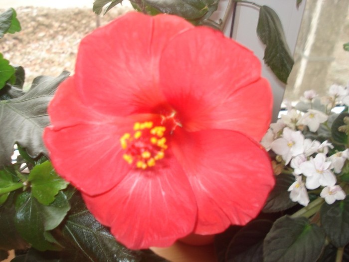  - hibiscusi