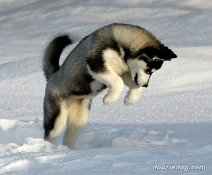 Siberian-Husky-Puppy-5