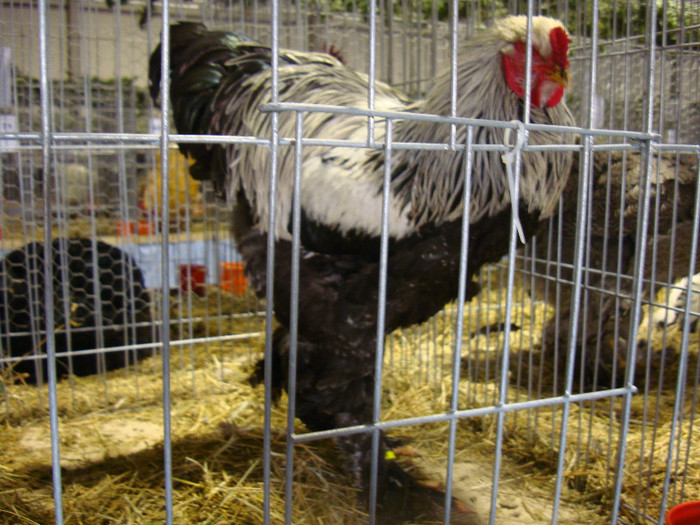 52939343_EEWODDB2 - S-Expozitie Nationala a Romaniei Galati 2011