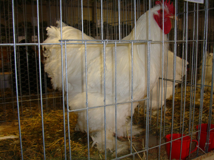 52939354_ESIIWEX2 - S-Expozitie Nationala a Romaniei Galati 2011