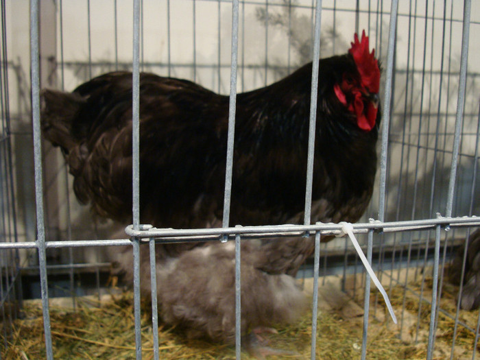 52939369_UPXYHFG2 - S-Expozitie Nationala a Romaniei Galati 2011