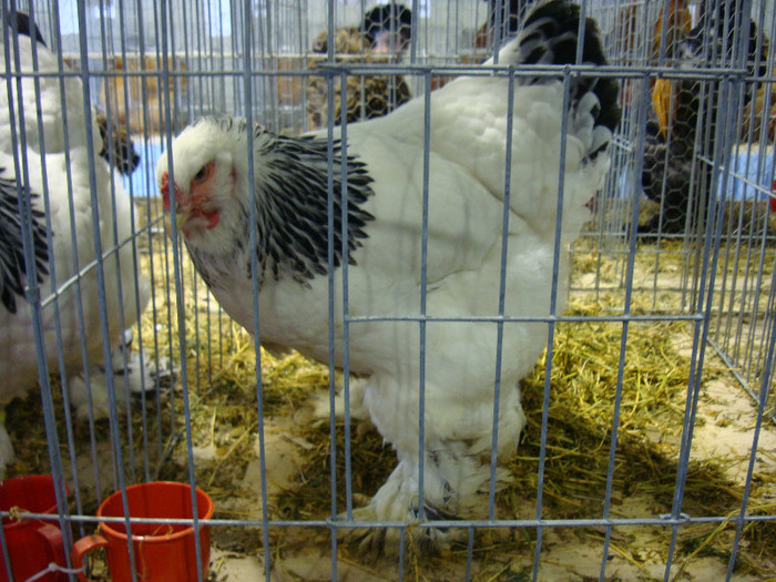 52939388_GNGBCDA2 - S-Expozitie Nationala a Romaniei Galati 2011
