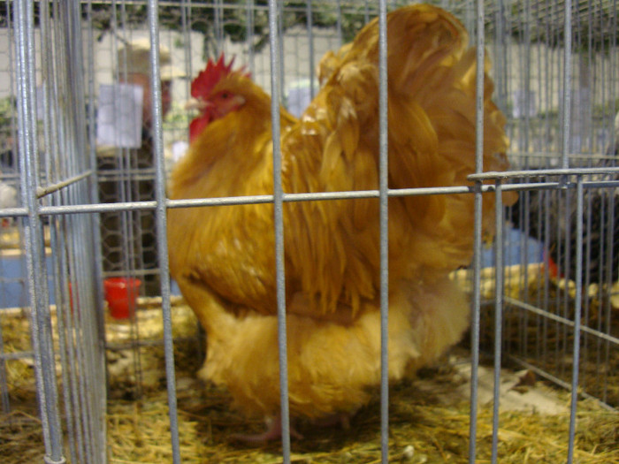 52939396_VJJVCTM2 - S-Expozitie Nationala a Romaniei Galati 2011