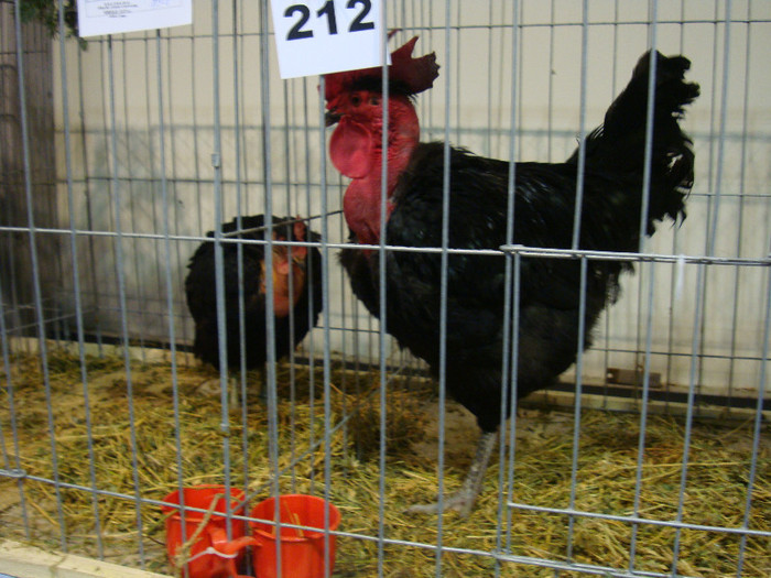 52939416_TKYMMED2 - S-Expozitie Nationala a Romaniei Galati 2011