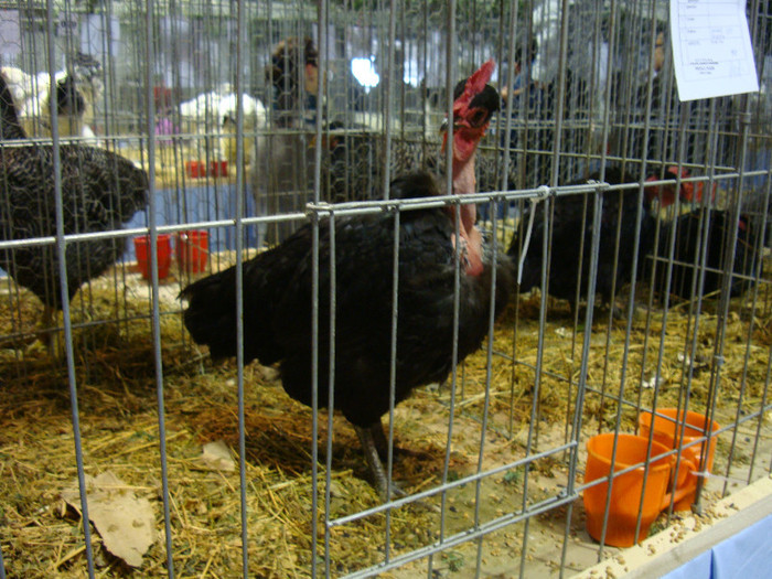 52939418_AJZOTBF2 - S-Expozitie Nationala a Romaniei Galati 2011