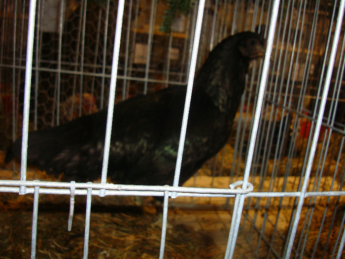 52939425_XVNYENN2 - S-Expozitie Nationala a Romaniei Galati 2011
