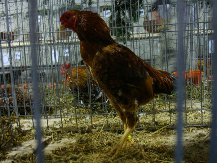 52939436_GBZEWNC2 - S-Expozitie Nationala a Romaniei Galati 2011