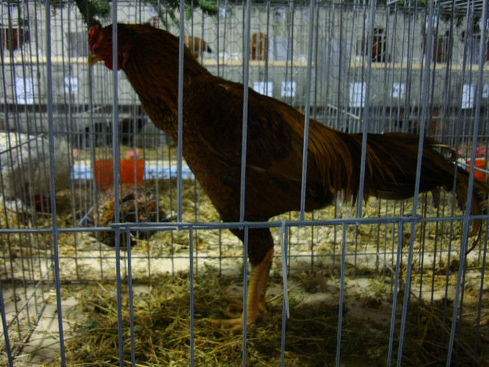 52939437_BAQYPIH2 - S-Expozitie Nationala a Romaniei Galati 2011