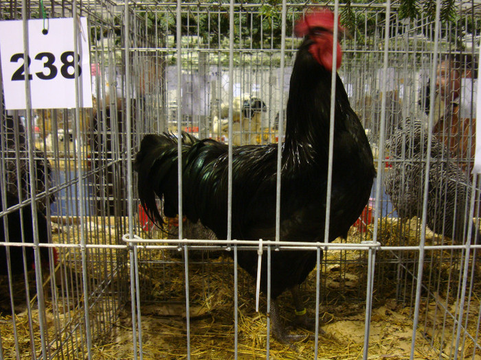 52939446_XVEYWUX2 - S-Expozitie Nationala a Romaniei Galati 2011