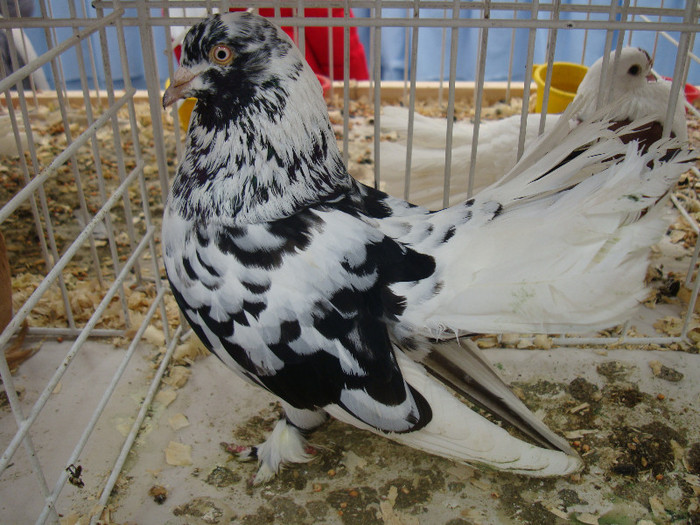 52940251_NKALKMM2 - S-Expozitie Nationala a Romaniei Galati 2011