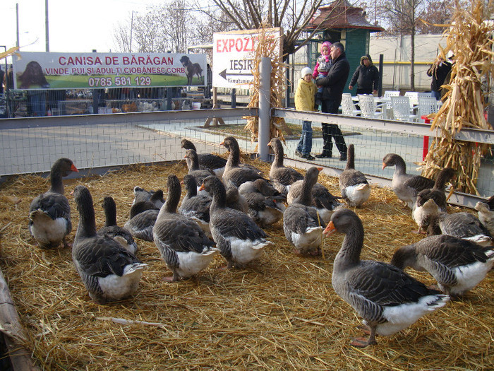 52941351_GTEMAYY2 - S-Expozitie Nationala a Romaniei Galati 2011