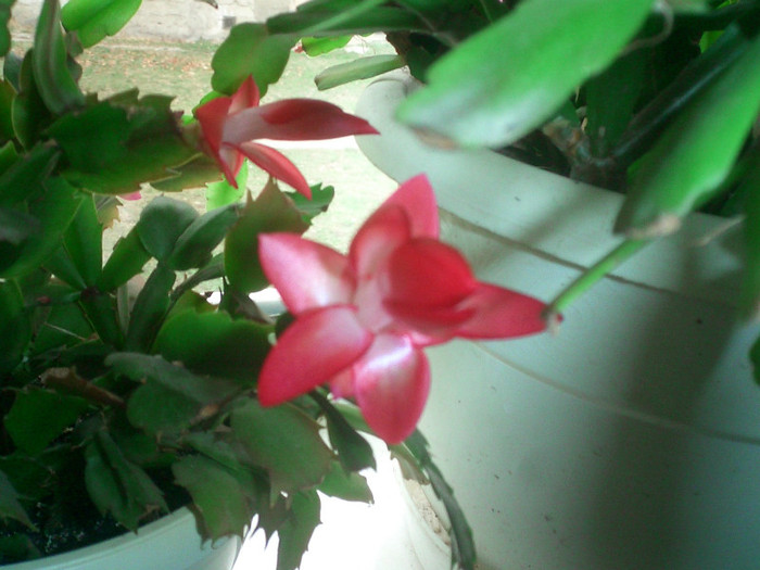 CIMG0139 - Schlumbergera 2011-2012