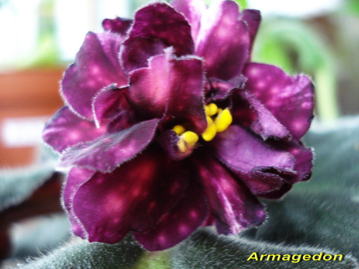 Armagedon (1-XII-2011) - Violete