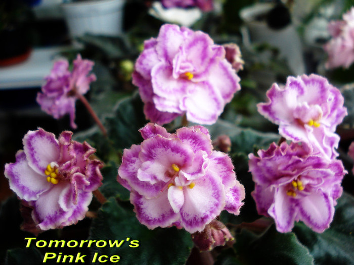 Tomorrow s Pink Ice - Violete