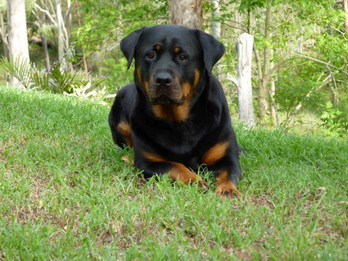 rottweiler-lovely_93989-1024x768 - rottweiler