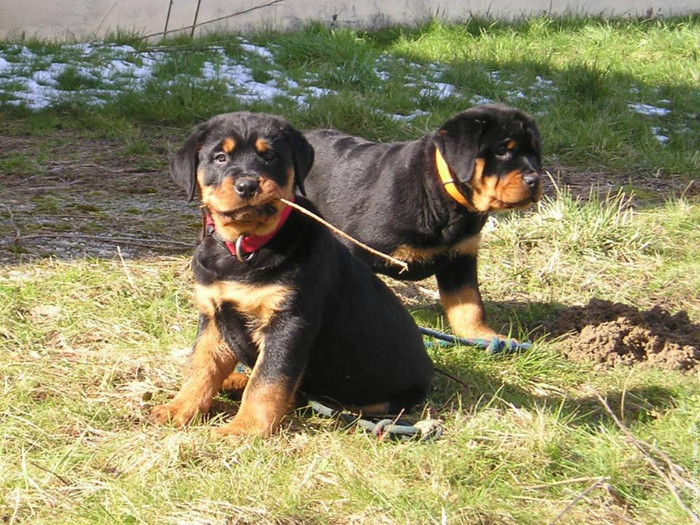 asco-et-anja - rottweiler