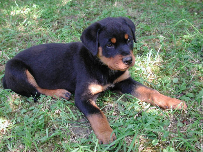 bali-rott - rottweiler