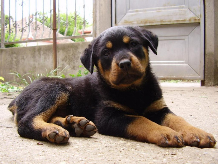 Beautiful-Rottweiler-rottweiler-13378960-1024-768 - rottweiler