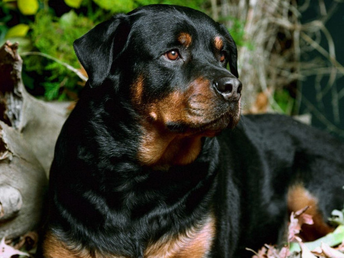 caine-rottweiler-1024x768