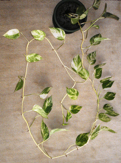 Scindapsus - Plante ornamentale prin frunze
