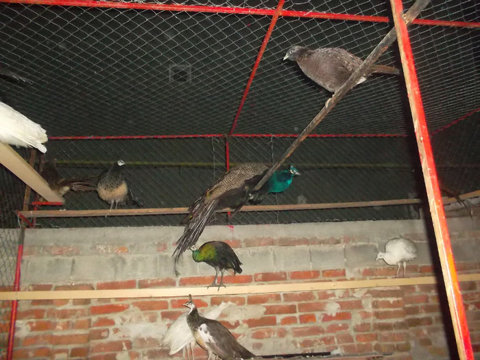 SAM_2033 - zoo meu