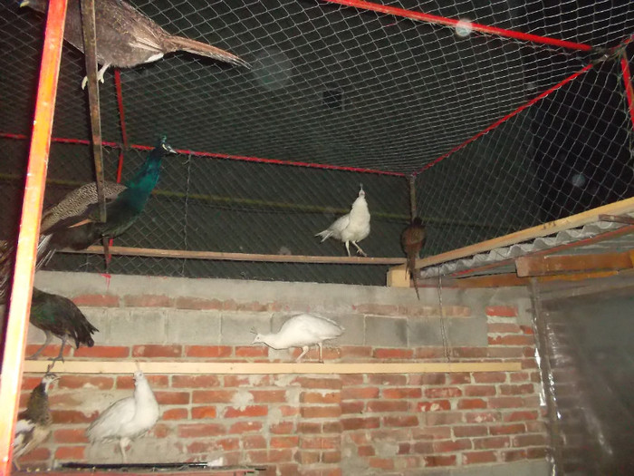 SAM_2034 - zoo meu