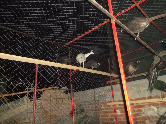 SAM_2036 - zoo meu