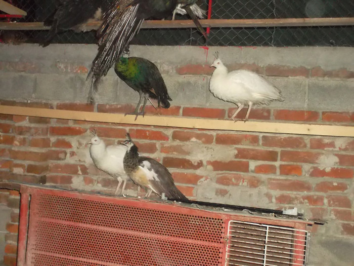 SAM_2039 - zoo meu