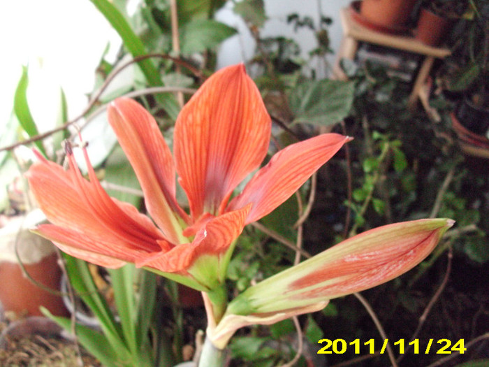 Picture 012